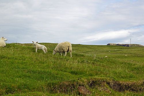 schapen in scotland