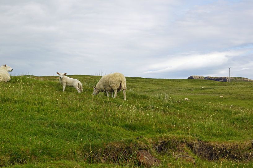 schapen in scotland van Babetts Bildergalerie