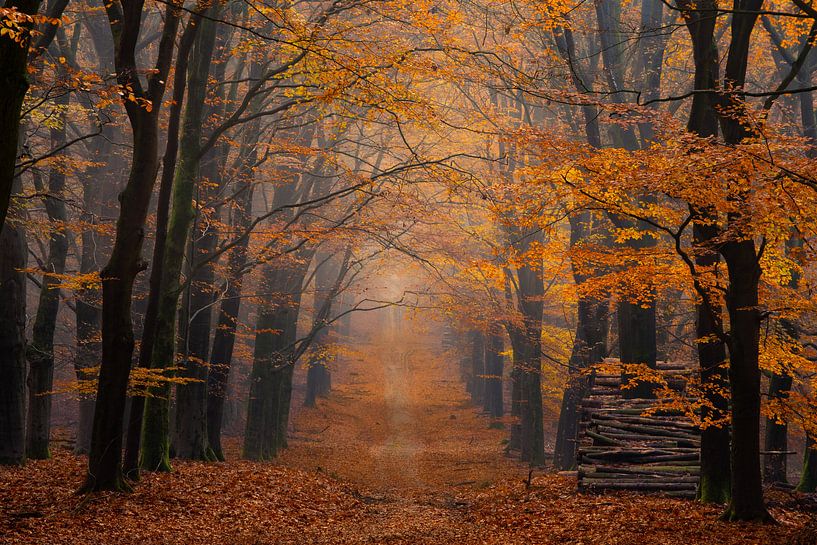 Orange world by Jacco van Son