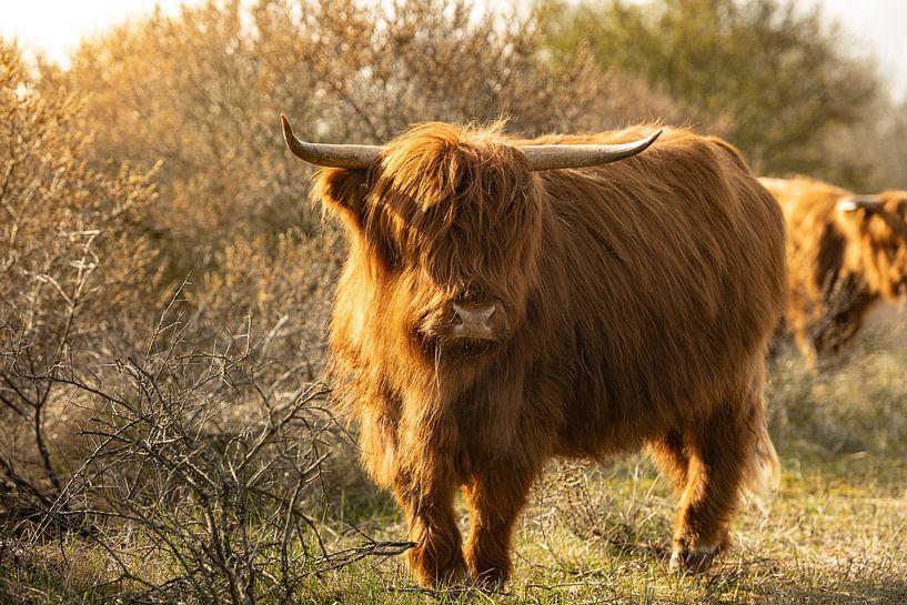 Scottish Highlander in the morning sun by Arjen Schippers