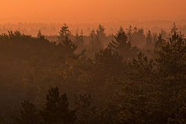 Dorn, Kaapse Bossen von Lisa Antoinette Photography