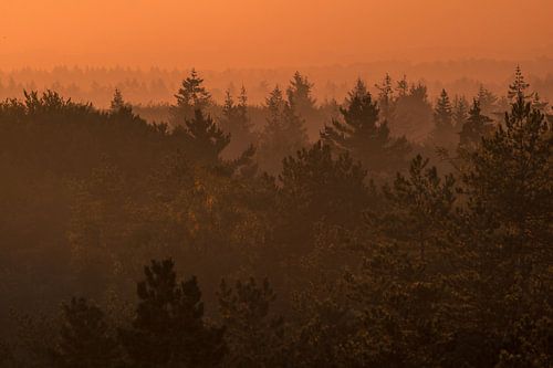 Thorn, Kaapse Bossen