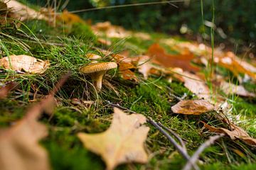 Paddenstoel in een herfstbos met bladeren van Fotografiecor .nl