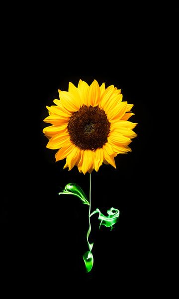 Sunflower by Jessica van der Mast