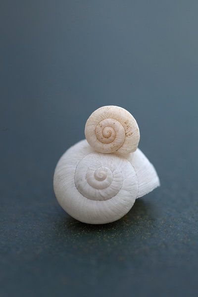 Twee schelpen uit de Portugese zee van Tot Kijk Fotografie: natuur aan de muur