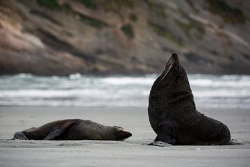 Twee pelsrobben op Wharariki Beach, Nieuw-Zeeland