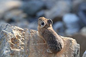 Pika Glacier National Park  Montana USA