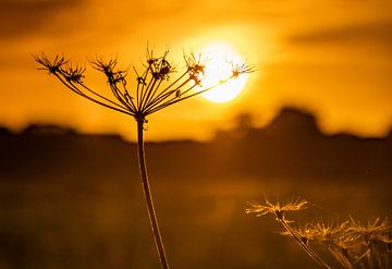 Bloem met tegenlicht van Rick van de Kraats