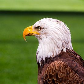 Amerikaanse zeearend van Robin Velderman