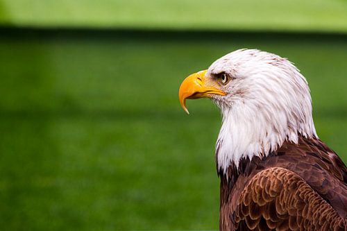 Amerikaanse zeearend