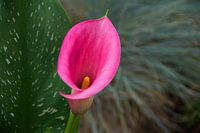 Arum