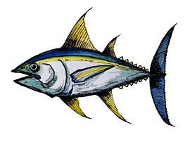 Grand thon sur Sebastian Grafmann