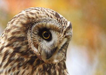 Short-eared owl by Ruurd Jelle Van der leij