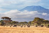 Afrikaanse olifanten (Loxodonta africana) kudde met de Kilimanjaro