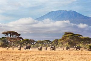 Afrikaanse olifanten (Loxodonta africana) kudde met de Kilimanjaro van Nature in Stock