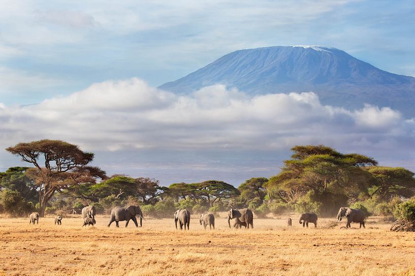 Troupeau d'éléphants d'Afrique (Loxodonta africana) avec le Kilimandjaro par Nature in Stock