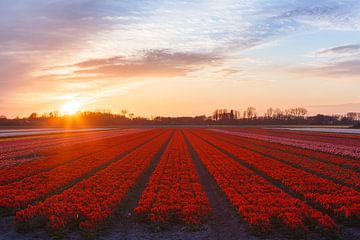 Tulipes rouges 2 sur Thijs Friederich