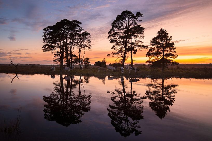 Kühe und Reflexion auf dem Dwingelderveld von KB Design & Photography (Karen Brouwer)
