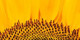 Zonnebloem by Harrie Muis