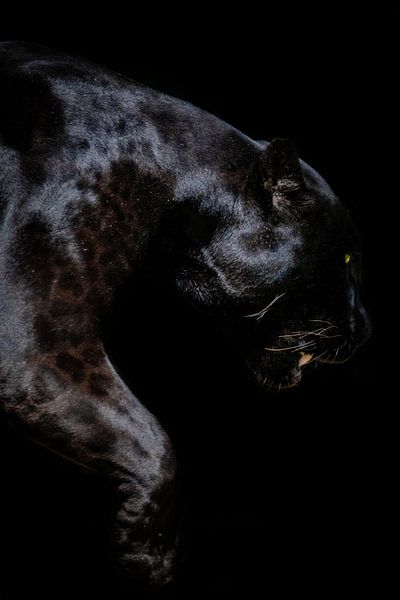 Black Jaguar by Design Wall Arts