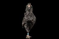 Deftige kip, chicken portrait van Corrine Ponsen thumbnail