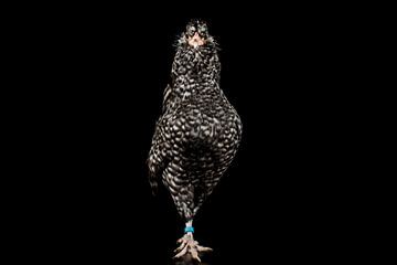 Deftige kip, chicken portrait van Corrine Ponsen