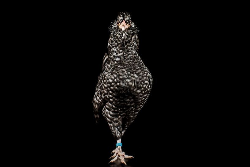 Posh-Huhn von Corrine Ponsen