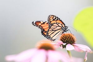 Monarch butterfly on flower sur Mark Zanderink