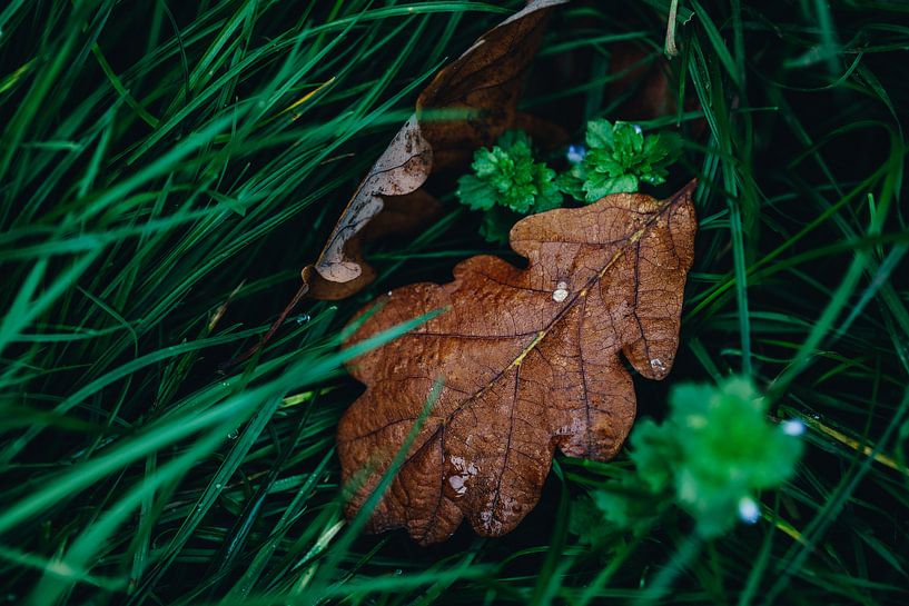 Bruin blad op het gras van Katrin Friedl Fotografie