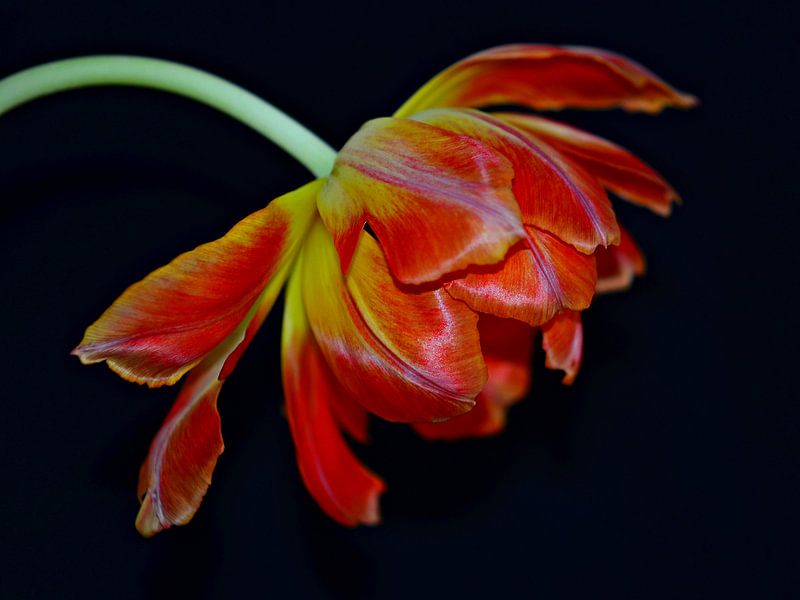 Tulpe von Jessica Berendsen