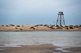 seals at Phare de Walde (lighthouse) by Renske van der Leij