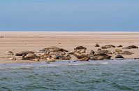 Seehunde des Wattenmeeres von Merijn Loch Miniaturansicht