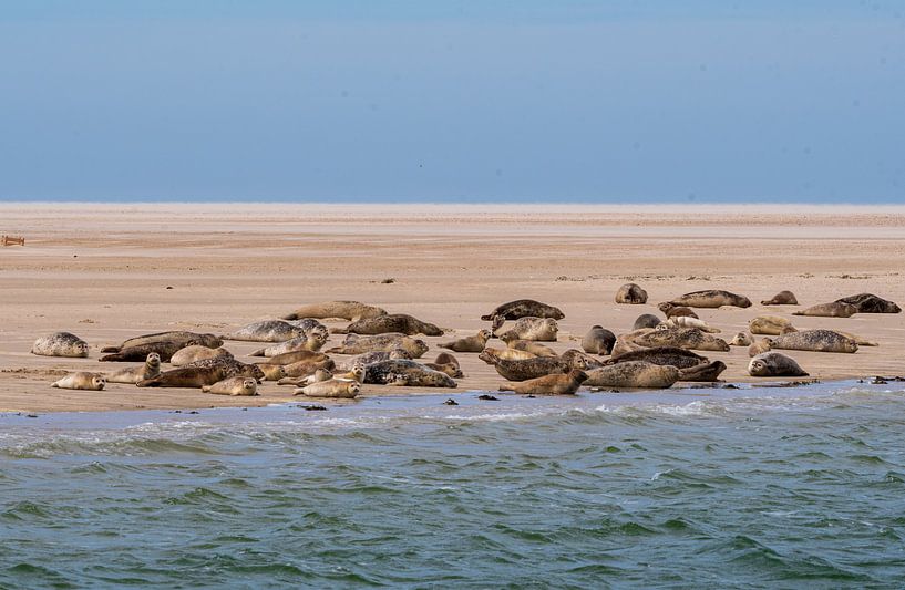 Seehunde des Wattenmeeres von Merijn Loch