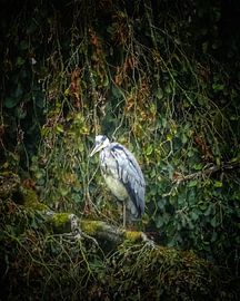 Blauwe reiger