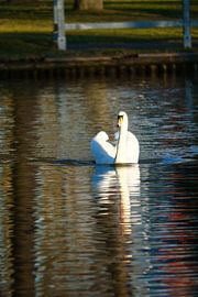 White swan, mute swan, on the water.