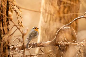 Robin