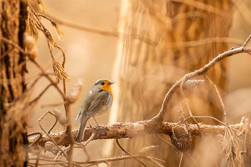 Robin by Tim van der Bruggen