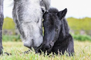 Isländisches Fohlen und Mutter