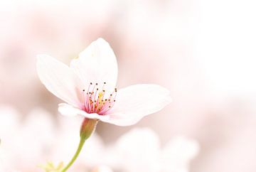 Dromerige Sakura.3 van Daniëlle Eibrink Jansen