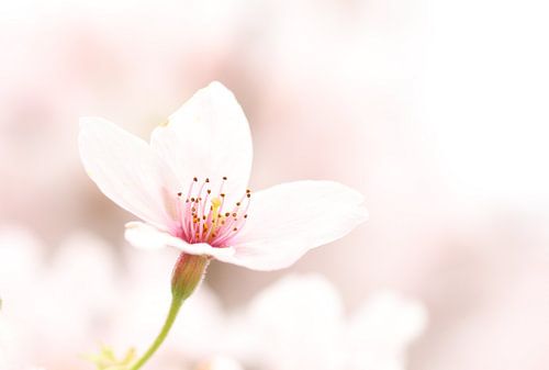 Sakura de rêve.3