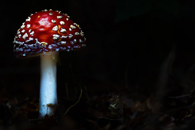 fly agaric by Jeffrey van Roon