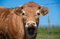 Een koe met haar bek open achter een hek van David Esser thumbnail