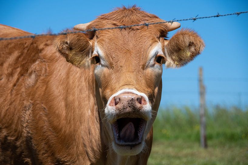 Een koe met haar bek open achter een hek van David Esser