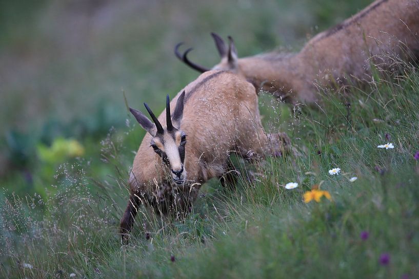 Gämse (Rupicapra rupicapra) Vogesen, Frankreich von Frank Fichtmüller