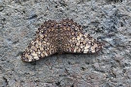 Der Hamadryas guatemalena ist ein tagaktiver Schmetterling aus der Familie der Nymphalidae