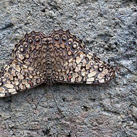 De Hamadryas guatemalena is een dagvlinder uit de familie Nymphalidae van W J Kok