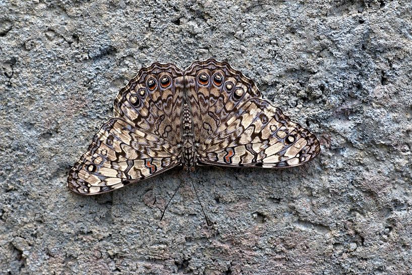 L'Hamadryas guatemalena est un papillon diurne de la famille des Nymphalidae. par W J Kok