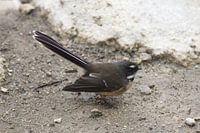 Fantail