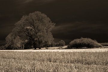 Mysterieuze natuur van Michael Nägele