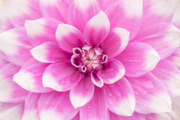 L'amour des dahlias Jean Marie sur Cindy Mulder